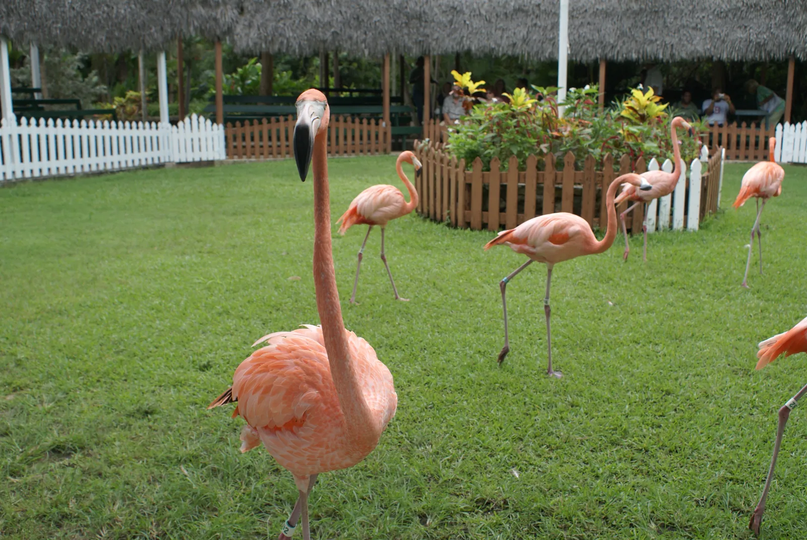 Flamingo Tingo artwork